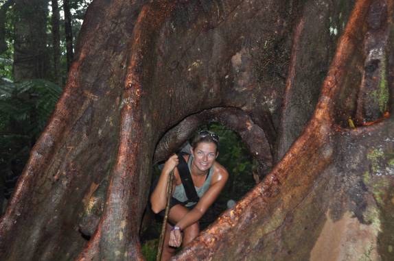 Árvore com enormes raízes na trilha do monte Liamuiga, o vulcão da ilha de St. Kitts - Caribe